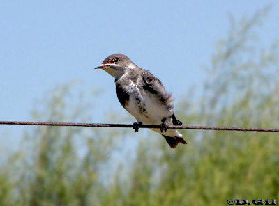 GOLONDRINA PARDA GRANDE (Progne tapera) - (Juvenil) Campo en Progreso- CANELONES (Enero 2010)